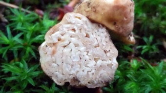 Underground edible mushrooms of Europe - Hydnotrya tulasnei
