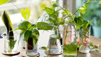 How To Propagate Plants