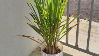 My Gardenscape Level