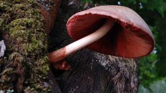 Summer stroll in the beech forest - silky sheath moth and other edible mushrooms