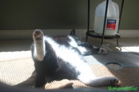 Walter lounging around