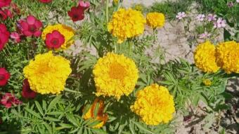 Yellow flowers on World Bee day 🐝