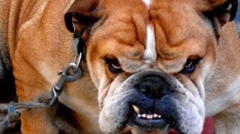 Dog Fight