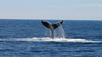 ETH price "controlled" by maximalist whales?
