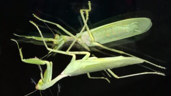 Insect Photography