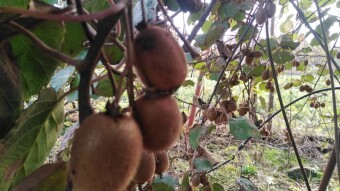 Fruit Orchards, Orange, Persimmon, Medlar, and Kiwi Trees