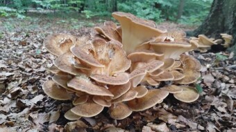 Giant edible mushroom with anti-cancer properties - Giant polypore (Giant Meripilus giganteus)