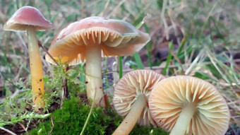 Mushrooms with unusual colors - Parrot Toadstool or Parrot Waxcap