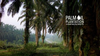 PALM OIL PLANTATION