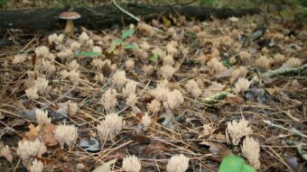 Autumn Fungi of Western Michigan, USA