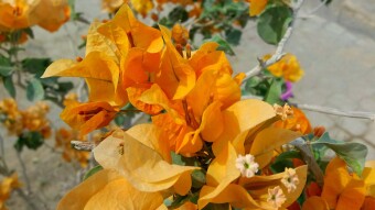 YELLOW Touch of YELLOW flowers.
