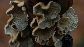 Mushrooms occurring in Europe - Plicaturopsis crispa