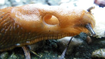 Naked snail, or Lusitan snail - a dangerous pest in our gardens.