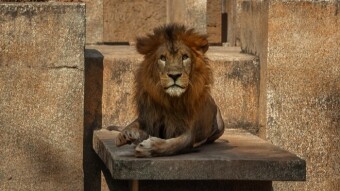 Why Real Estate is still the King of Investments? — a Preamble