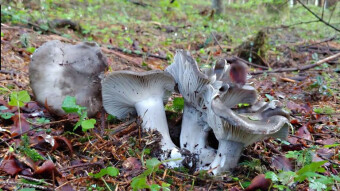 March mushroom - edible March mushrooms (Hygrophorus marzuolus)