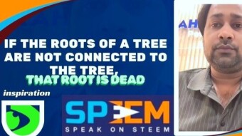 If the roots of a tree are not connected to the tree, that root is dead