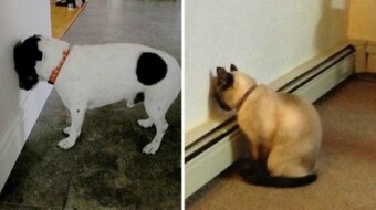 Why Your Cat or Dog Presses Its Head Against the Wall — And Why You Shouldn’t Ignore It