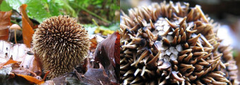 Mushrooms occurring in Europe - Lycoperdon echinatum
