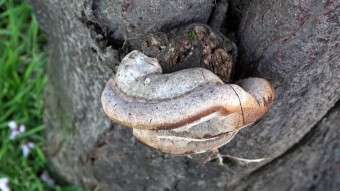 Phellinus tuberculosus - an arboreal pest of fruit trees - a nuisance for fruit growers