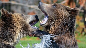 The Market is Broken- How to Survive a Bear Market