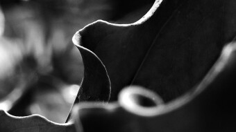 Curves and Swirls