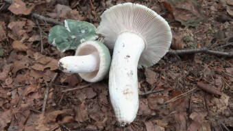 Green brittlegilly, they call it the tastiest Russula in the world?