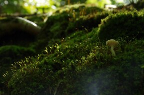 Biological research relating to nexus community blockchain