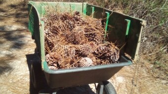 Apocalyptic Homesteading (Day 107)