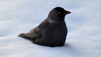 Why do birds sit in the snow? - Jackdaws from your favorite bench
