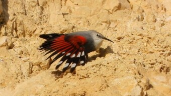 Wallcreeper - an extremely rare and beautiful bird in the European mountains