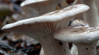 Rare edible gill mushrooms - Monk's head or trooping funnel