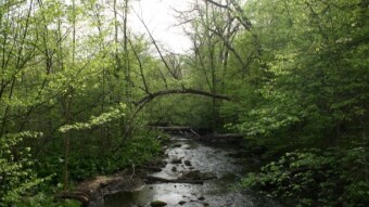 Weekday Nature Walk: Fresh Flowers in the Forest