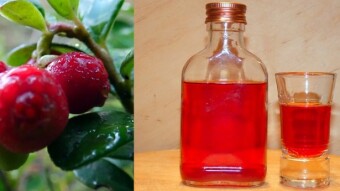 Homemade lingonberry tincture - healing gifts of the forest