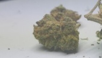 Pink Yoda - strain review
