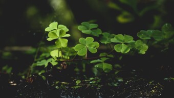 Lucky Ever After