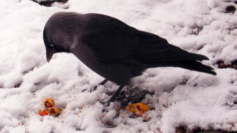 My bird companions at the end of the winter season - the jackdaw
