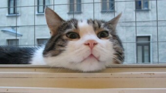Murphy 2005 - 2017 - Teil 7 -Am Fenster