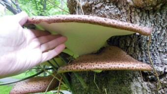 Dryad's saddle in unusual company, because it has a jelly ear on one trunk