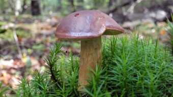 Imleria badia (Brown Boletus) - Edible mushrooms occurring in the Europe