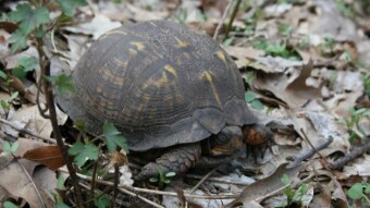 Wednesday Walk - Spring Wildlife and Fungi