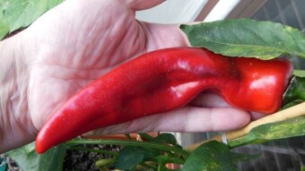 My balcony crops, the first summary of the year - peppers, tomatoes, cucumbers