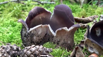 Weekend mushroom picking, from poisonous mushrooms, through medicinal to edible ones