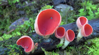 Scarlet elfcup - a mushroom with a toxic appearance, edible, but is it tasty?