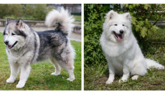 What Are The Main Differences Betwen Siberian Husky, Alaskan Malamute, And Samoyed Dog?