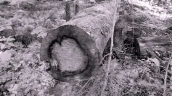 Every tree has a story to tell - Infrared Photography