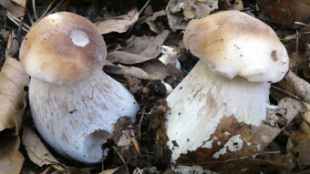 Mushrooms occurring in Europe - Boletus Edulis
