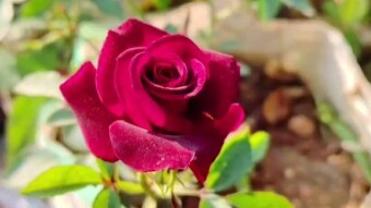 Flower videography