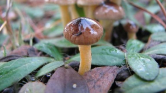 Mushrooms occurring in Europe - Hygrophorus hypothejus
