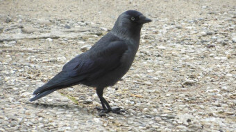 Ordinary jackdaw, with extraordinary intelligence - Crows