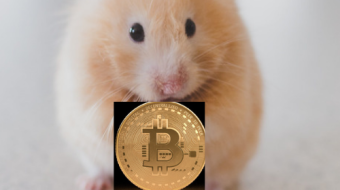 Rollercoin Craze